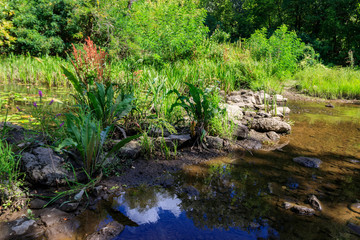 Small river in green forest at summer