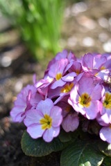 Blühende Primeln (Primula)