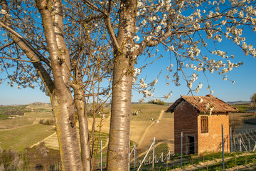 A cherry tree in bloom with an old brick shed and the vineyard hills of the Langhe region in Piedmont in the background in a sunny spring day, Serralunga d'Alba, Italy