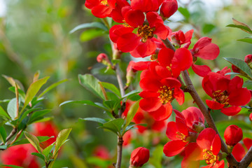 Macro of bright red spring flowering Japanese quince or Chaenomeles japonica on the blurred garden background. Sunny day. Selective focus. Interesting nature concept for design