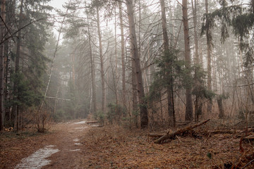 Obraz premium Misty landscape with forest at early morning