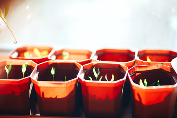 paprika pepper seedlings plant on window sill in brown plastic pots