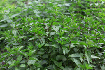 Aromatic mint growing in the garden. Fresh green leafs close up.