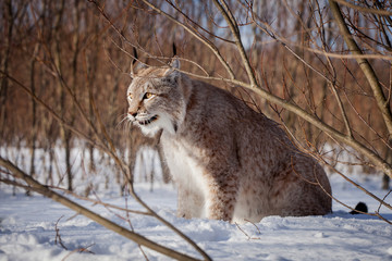 Abordable Eurasian Lynx, portrait in winter field