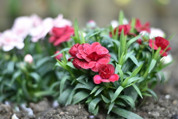 Bl&uuml;hende Gartennelken (Dianthus caryophyllus)