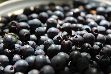 Récolte de myrtilles 