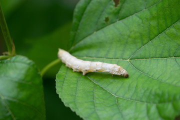 silkworm