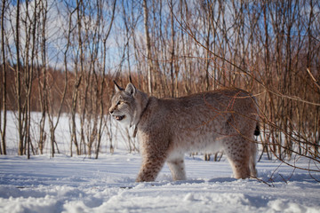 Abordable Eurasian Lynx, portrait in winter field