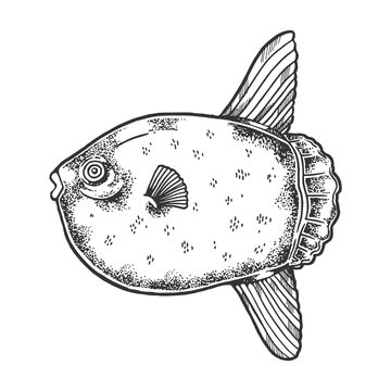 recommend clip art: Ocean sunfish animal sketch engraving vector illustration. Scratch board style imitation. Black and white hand drawn image.
