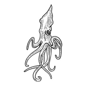 Squid animal sketch engraving vector illustration. Scratch board style imitation. Black and white hand drawn image.