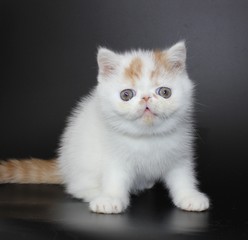 Fototapeta premium cat exotic