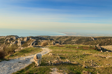 Naklejka premium Gargano promontory: panoramic view from Monte Sant'Angelo. Rural landscape with cow and pasture: on background Adriatic coast:with the Gulf of Manfredonia. ITALY (Apulia).