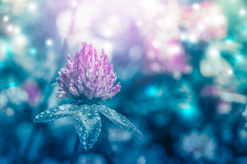 Beautiful spring wild meadow clover flowers in sun light, macro. Soft focus nature background. Delicate pastel toned image. Greeting card template. Nature floral springtime. Copy space