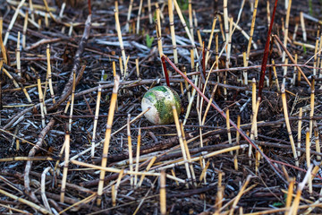 lost or discarded baseball laying in a meadow at a park