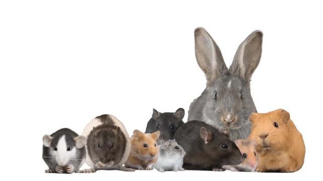 Collage of rodents on a white background
