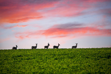 Fototapeta na wymiar Beautiful deer in green meadows.