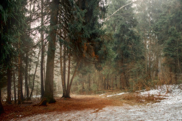 Misty landscape with forest at early morning