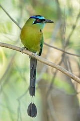 Blue-capped motmot or blue-crowned motmot (Momotus coeruliceps) is a colorful near-passerine bird found in forests and woodlands of eastern Mexico. 