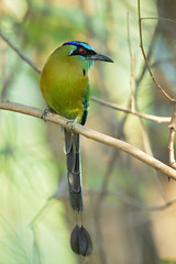 Blue-capped motmot or blue-crowned motmot (Momotus coeruliceps) is a colorful near-passerine bird found in forests and woodlands of eastern Mexico. 