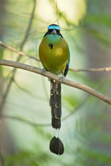 Blue-capped motmot or blue-crowned motmot (Momotus coeruliceps) is a colorful near-passerine bird found in forests and woodlands of eastern Mexico. 