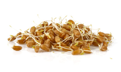 Wheat germs on a white background