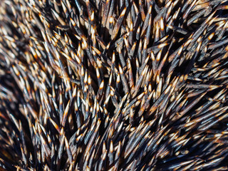 The texture of the set of needles hedgehog closeup