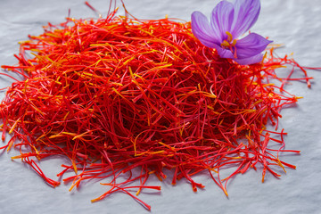 Flowers of saffron collection. Crocus sativus, commonly known as the "saffron crocus" harvest