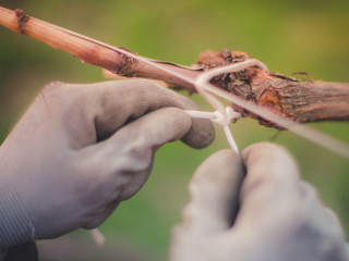 Gloved hands. Gardening in the spring garden.