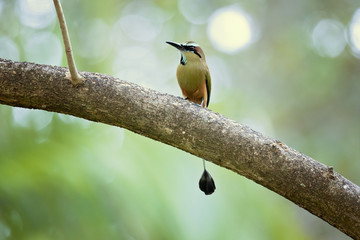Turquoise-browed motmot (Eumomota superciliosa) also known as Torogoz, is a colourful, medium-sized bird of the motmot family