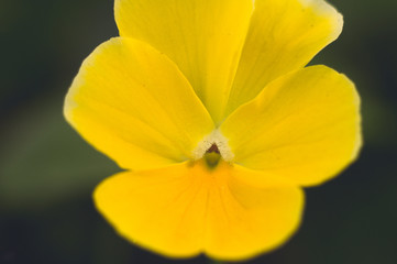 macro mode. yellow flower