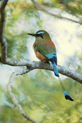 Turquoise-browed motmot (Eumomota superciliosa) also known as Torogoz, is a colourful, medium-sized bird of the motmot family
