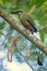Turquoise-browed motmot (Eumomota superciliosa) also known as Torogoz, is a colourful, medium-sized bird of the motmot family