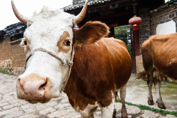 Cows in the countryside in China © okonato