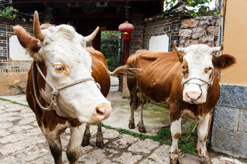 Cows in the countryside in China © okonato