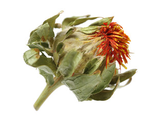 Dried safflower on white background