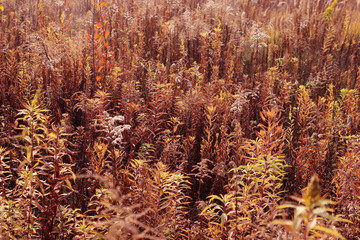 Abstract Blurred Nature Background.  Beautiful Colorful Landscape. Seasonal Meadow Background. 