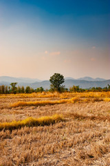 Obraz premium Grassland in summer