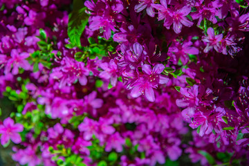Fototapeta premium Beautiful full bloom colorful Indian Azaleas ( Rhododendron simsii ) flowers in springtime sunny day