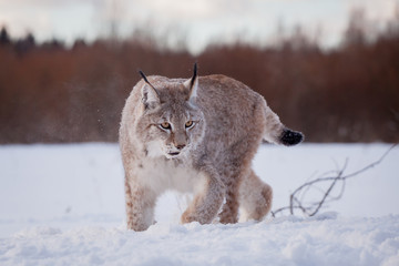 Abordable Eurasian Lynx, portrait in winter field