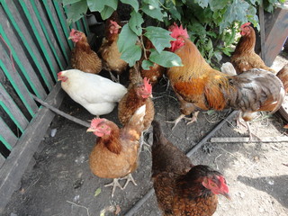 chicken, hen, bird, farm, animal, poultry, rooster, agriculture, red, feather, fowl, beak, grass, nature, brown, rural, domestic, farming, chickens, cockerel, animals, feathers, chick, livestock, whit