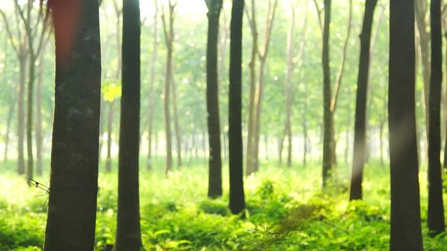Tree para rubber in forest with mist blurred background HD