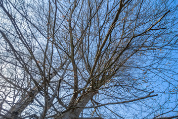 a leafless tree in the sky