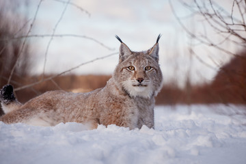 Abordable Eurasian Lynx, portrait in winter field