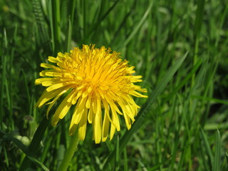 Spring flower, blooming dandelion on green grass in sunny day. Background for spring season, meadow with wildflowers