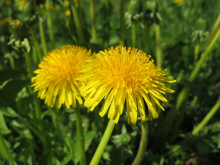 Spring flowers, blooming dandelions on green grass in sunny day. Background for spring season, meadow with wildflowers