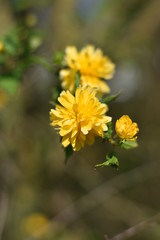 Kerrie-Blüten - blühender Ranunkelstrauch