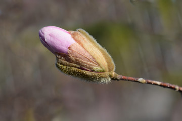 Star magnolia