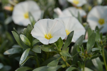Shrubby bindweed