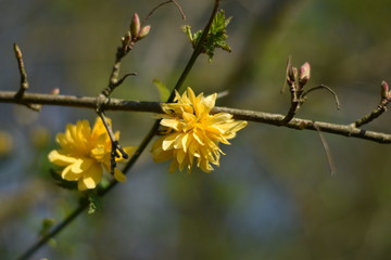 Kerrie-Blüten - blühender Ranunkelstrauch