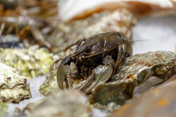 Fresh, live lobster on the counter of ice